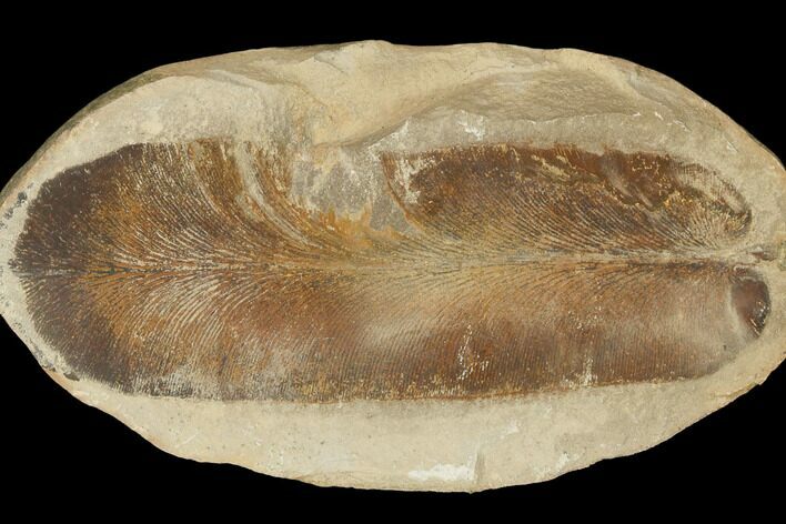 Fossil Fern (Macroneuropteris) Pos/Neg - Mazon Creek #121171